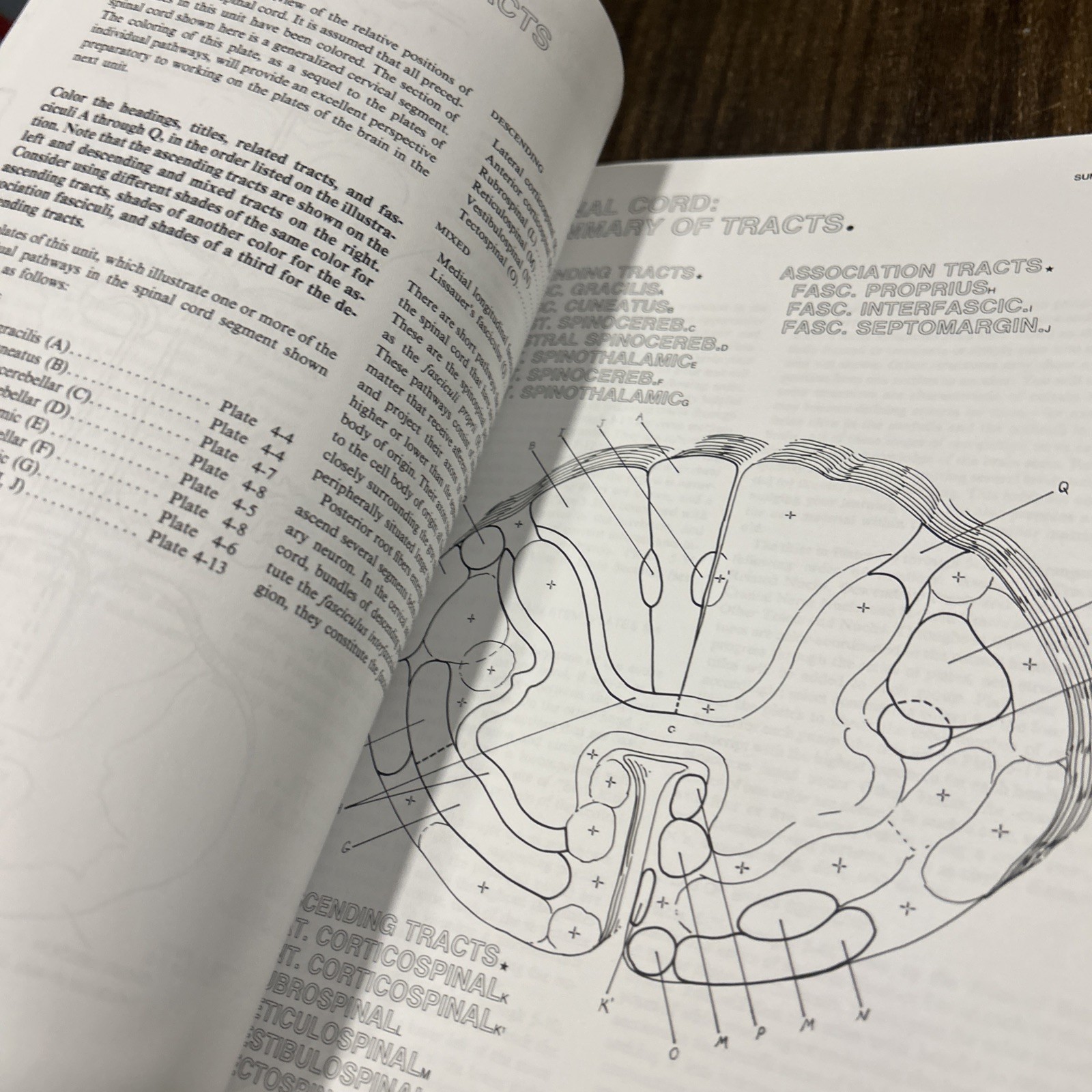 Coloring concepts Ser.: Human Brain Coloring Book : A Coloring Book by Marian C.