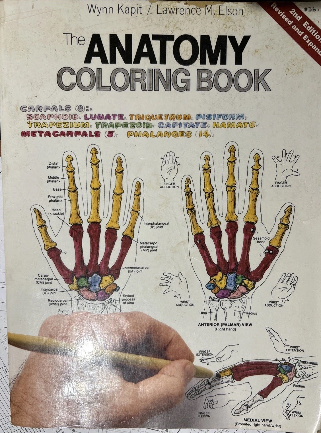 Anatomy : Coloring Book by Wynn Kapit and Lawrence M. Elson (1997, Trade…