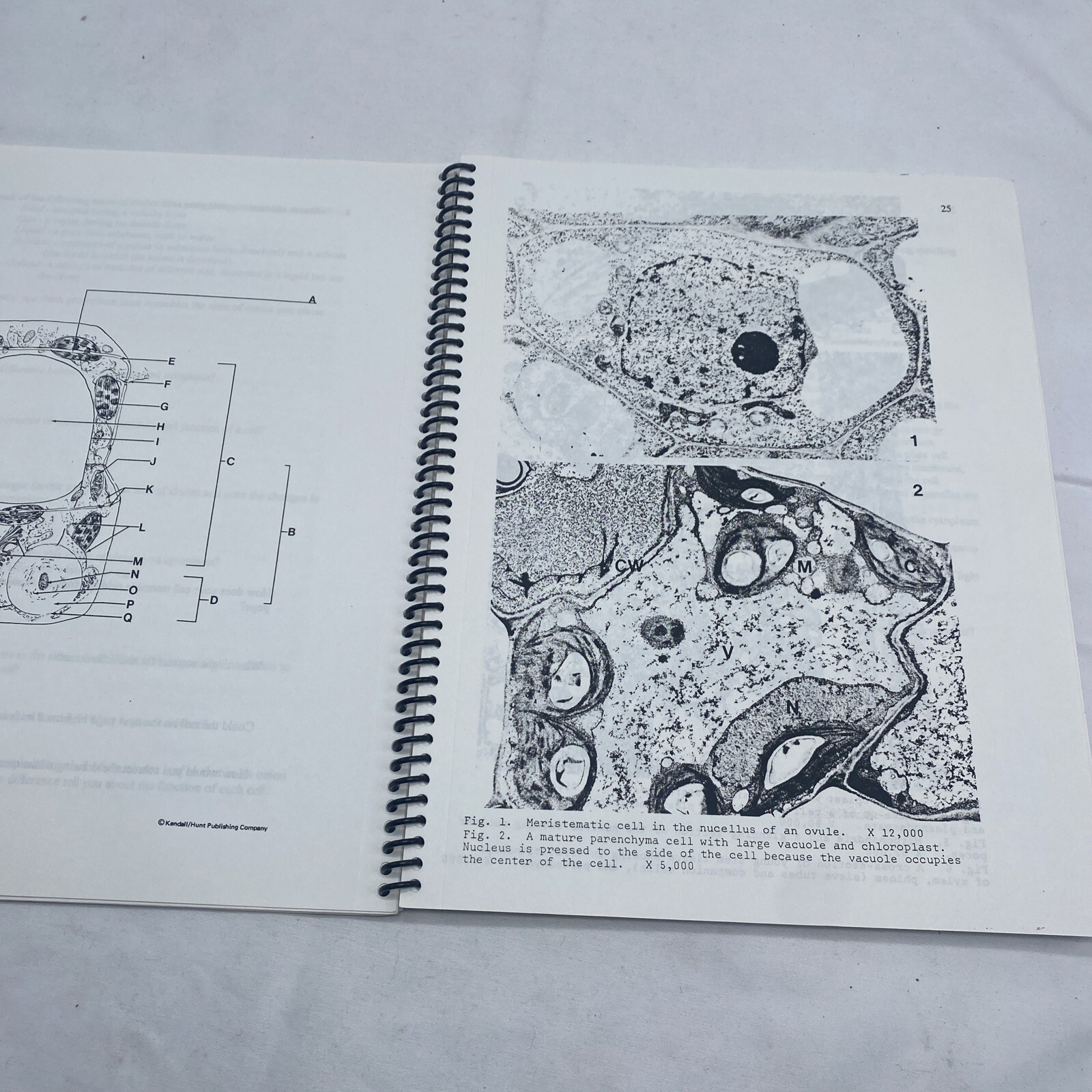 Introductory Botany Workbook Revised University of Oklahoma Gordon E. Uno & Staf