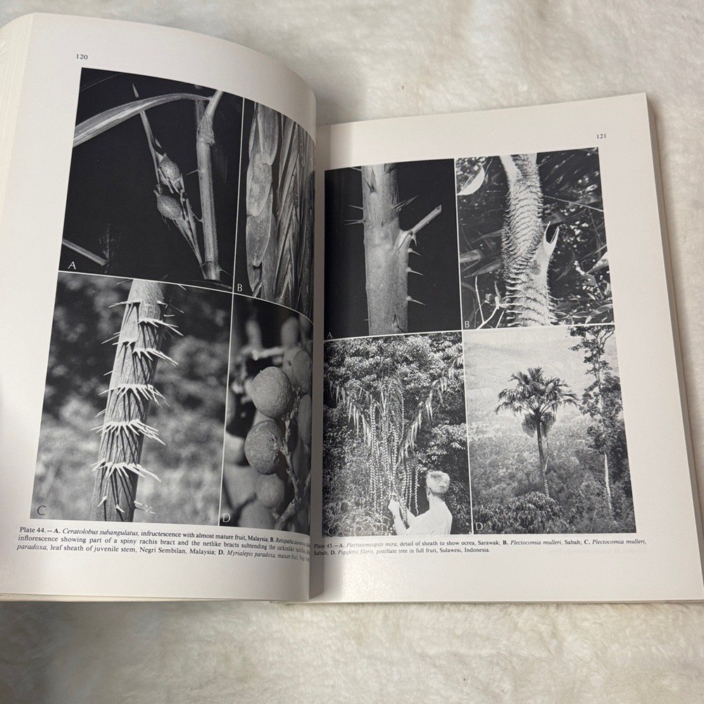 Genera Palmarum: A Classification of Palms Based on Work of Harold E. Moore Jr.