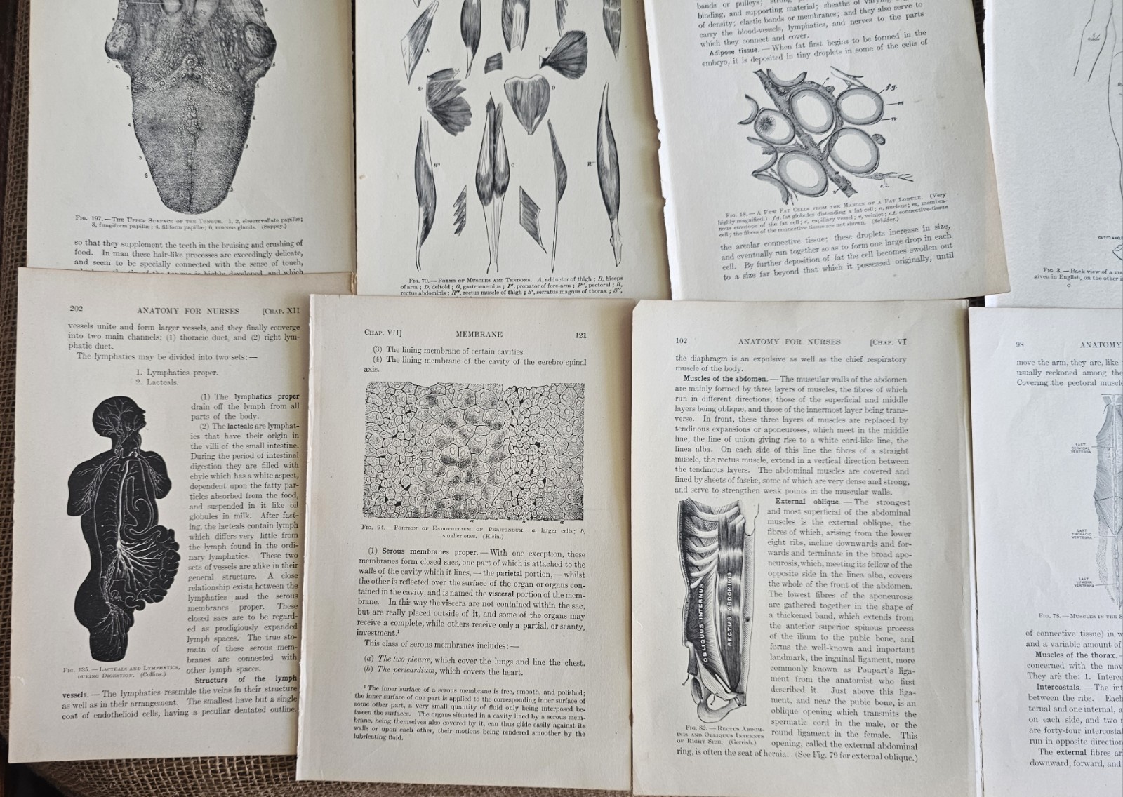 1913 Anatomy Medical Pages Diagrams 14 Pages 6″x8.5″