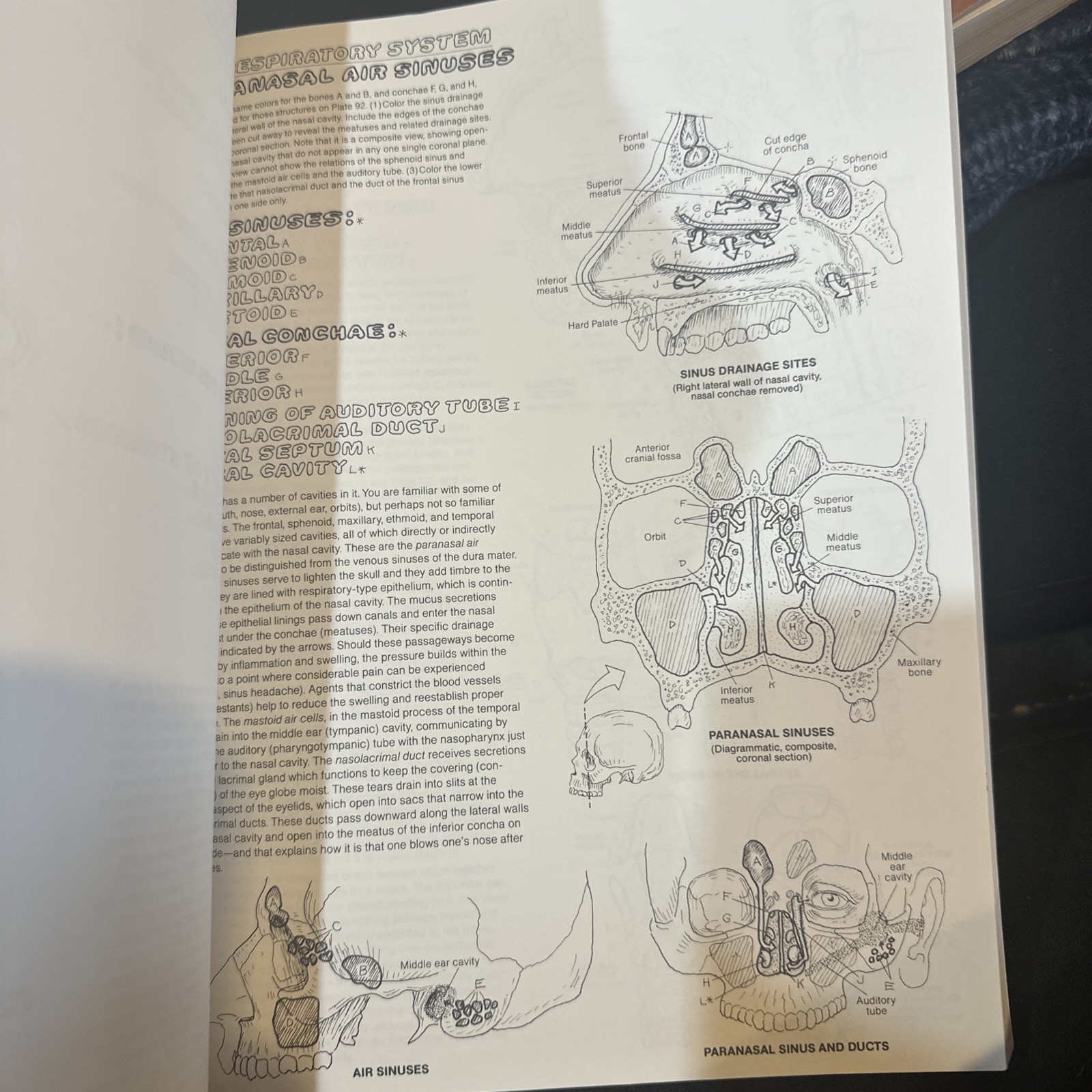 The Anatomy Coloring Book – paperback, Wynn Kapit, 9780064550161