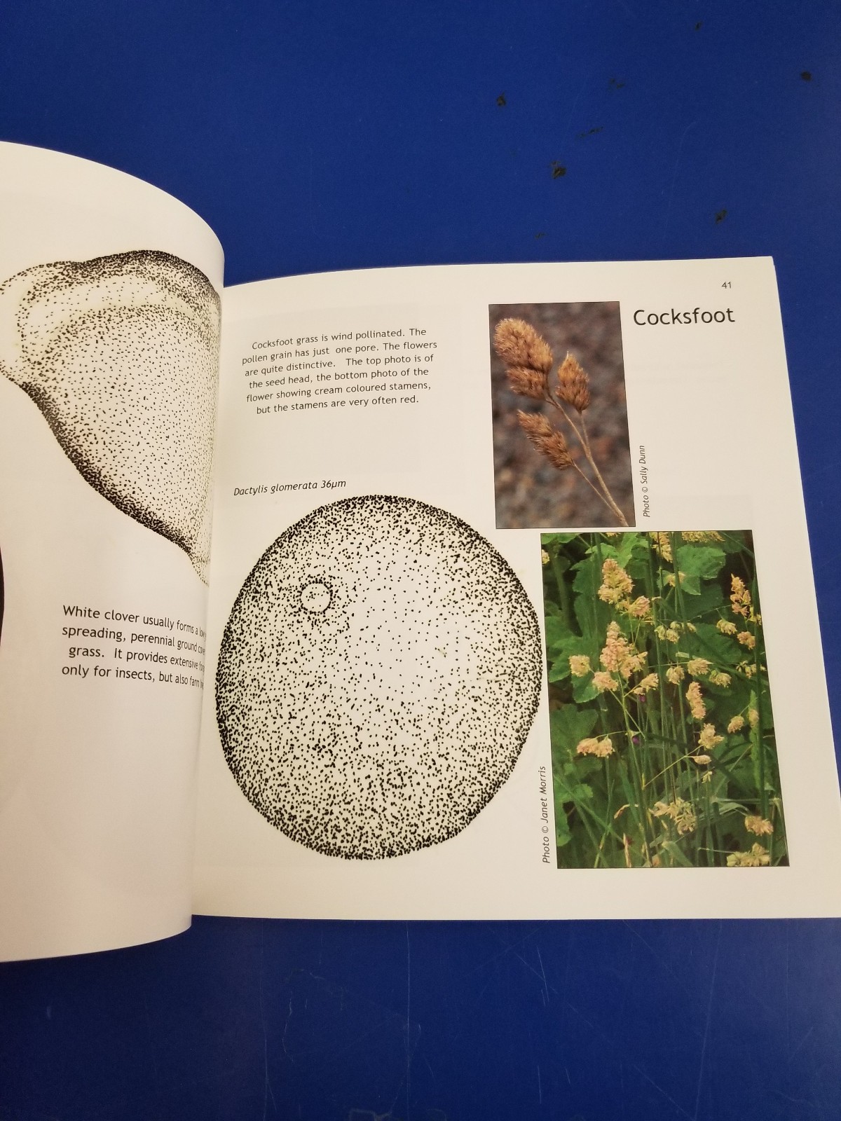 Pollen Microscopy (2015 National Honey Show Edition)