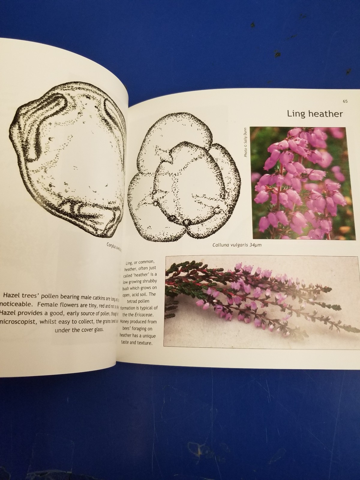 Pollen Microscopy (2015 National Honey Show Edition)