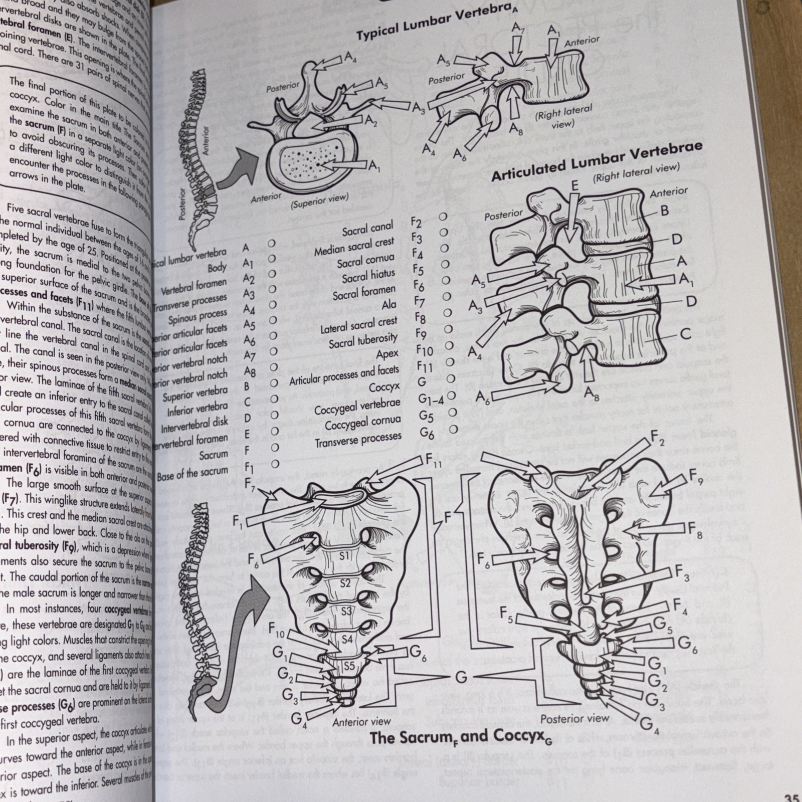 Anatomy Coloring Workbook, 4th Edition: An Easier and Better Way to Learn…
