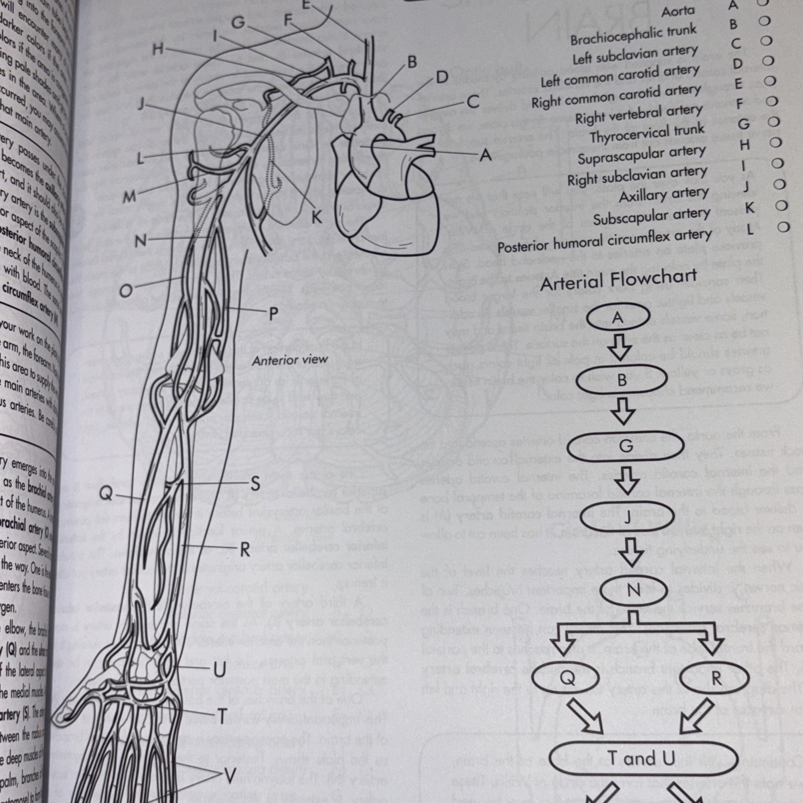 Anatomy Coloring Workbook, 4th Edition: An Easier and Better Way to Learn…
