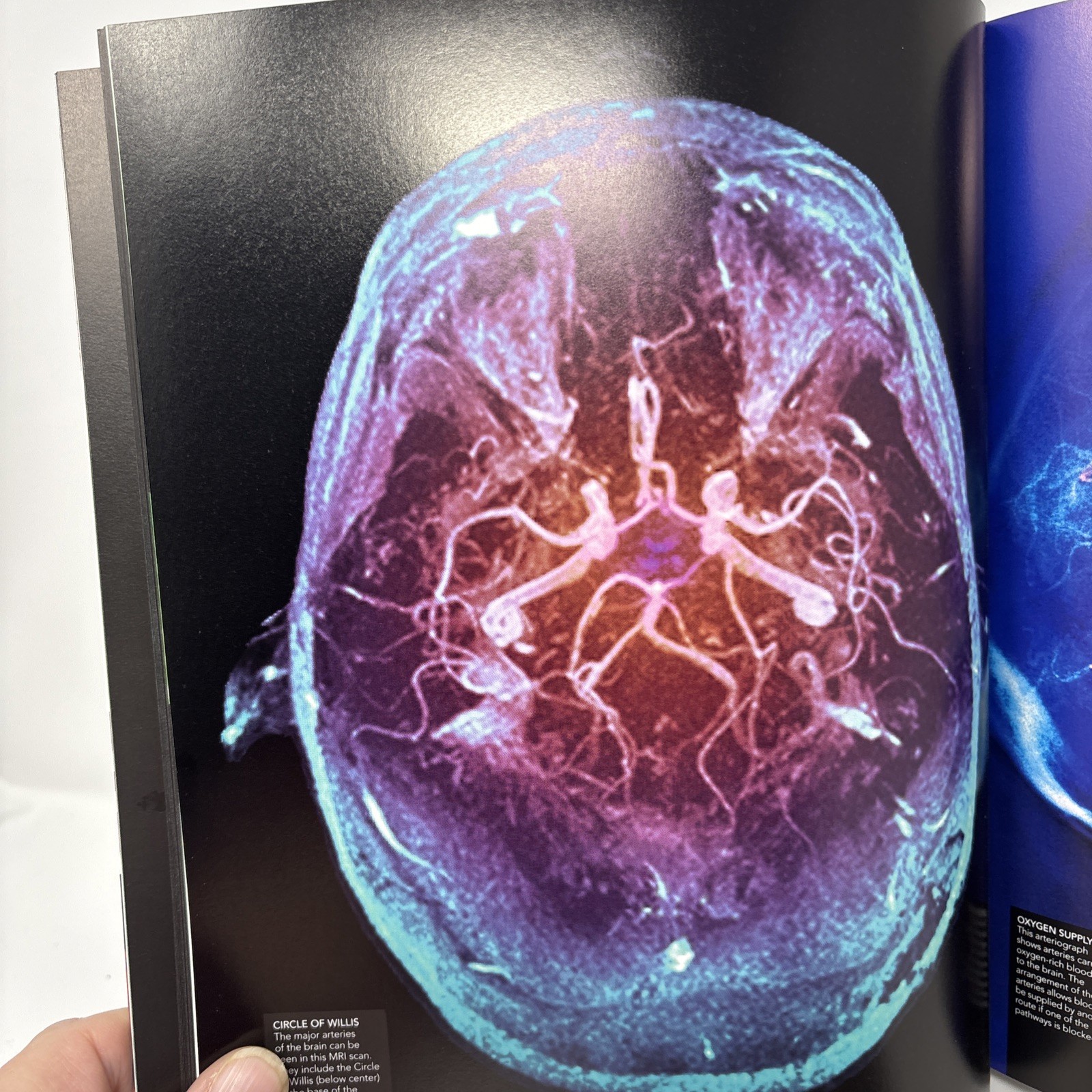 The Human Brain Book: New Edition 2019 Revised And Updated by Rita Carter.